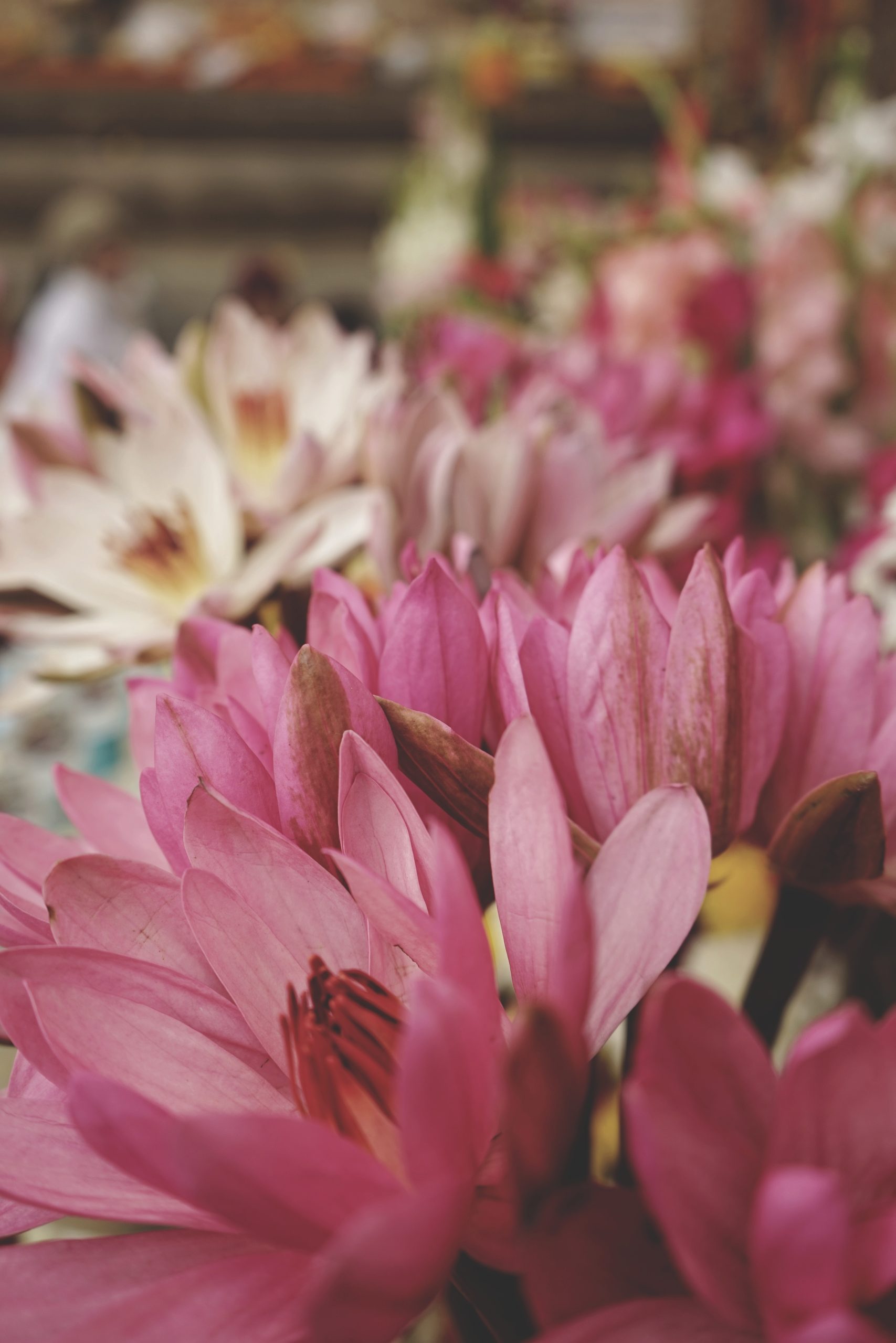 Lotus